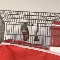 جوجه رام سهره بخون ۲رگ معاوضه با سهره رسمی و قناری