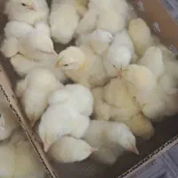 جوجه گوشتی راس درجه یک ط گنبد امروز ۱۰تومن