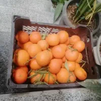 تامسون نارنگی نارنج لیموترش قیمت روز و نقدی