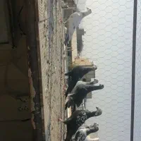 دسته کفتری پلاکی|پرنده|شیراز, شهرک گلها|دیوار
