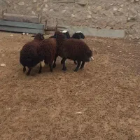 بره کاور