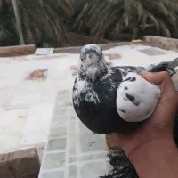 یک عدد کفتر بالا رو پرشی