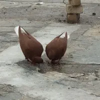 دم سفید سرخ خونی کاکل میخ درجه یک