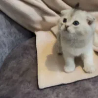 اسکاتیش کوچولو|گربه|تهران, دانشگاه شریف|دیوار