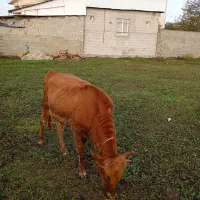 لیشه دستور پابلند یک ماه تخم خورده|حیوانات مزرعه|فومن, |دیوار