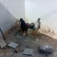 مرغ وخروس اوردک