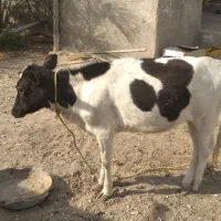 گوساله ماده|حیوانات مزرعه|خمیر, |دیوار