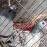 گفتر|پرنده|ایرانشهر, |دیوار