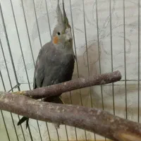 عروس هلندی|پرنده|تهران, جیحون|دیوار