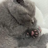 گربه اسکاتیش فولد|گربه|صومعه‌سرا, |دیوار