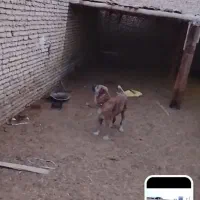 سگخراسانیگلهای|سگ|فولادشهر, C6|دیوار