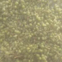 غوره مخصوص آب غوره