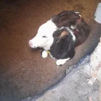 گاو۴ماهه آبستن هس ویه گوساله ۵ ماهه داره