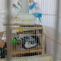 کوتوله ومرغ عشق|پرنده|گلبهار, شهر جدید گلبهار|دیوار