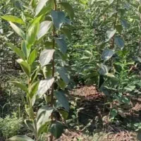 توزیع نهال خرمالو، انار ،انجیر در نهالستان غرب|خدمات باغبانی و درختکاری|اطاقور, |دیوار