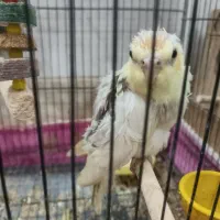 جوجه عروس