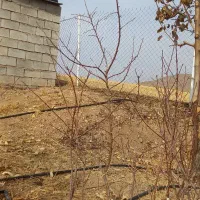 نهال بادام۳ ساله|گل و گیاه طبیعی|سنقر, |دیوار