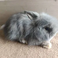 توله خرگوش لپ(عروسک زنده)|موش و خرگوش|دوگنبدان, |دیوار