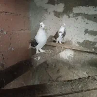 کبوتر زیبا و پرشی|پرنده|بوکان, |دیوار