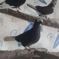 کبوتر پرشی و زینتی