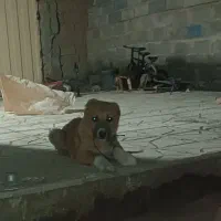 فروش سگ|سگ|نیشابور, شهرک فرهنگیان|دیوار