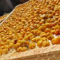 آلو تازه اصل نیشابور