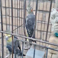 پرنده عروس بالغ|پرنده|رباطکریم, رباطکریم|دیوار