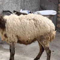 گوسفند چاق گوشتی