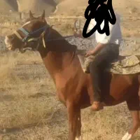 اسب کرد نریان عالی خوش هیکل یورقه