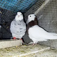 جفت طوقی  مست مست الماسی و قرمز