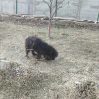 سگ پاکوتاه|سگ|اردبیل, |دیوار