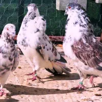 کبوتر گروه روبیکا