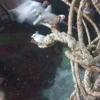 فنچ|پرنده|تربت جام, میرقوام الدین|دیوار