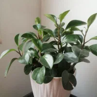 گل قاشقی|گل و گیاه طبیعی|اسلام‌شهر, شهرک واوان|دیوار