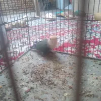 طوطی برزیلی خوش رنگ|پرنده|گنبد کاووس, |دیوار