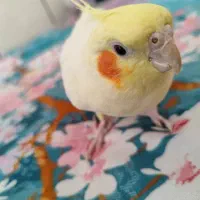 عروس هلندی لوتینو ماده