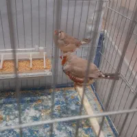 فنچ زبرا کینگ سایز بزرگ‌دوبرابر فنچ معمولی