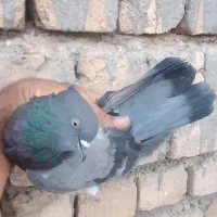 کفتر درجه ۱|پرنده|قم, امامزاده ابراهیم|دیوار