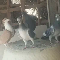 ۵دونه ماده دم‌سفید ومینا شامیمگس وزردریش