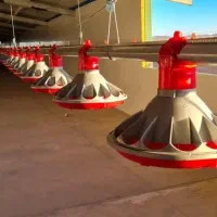 اجاره مرغداری 25000قطعه ای نورآباد