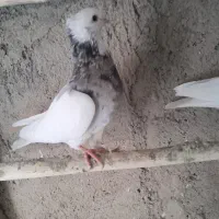 طوقی دورنگ|پرنده|کاشان, دانشگاه|دیوار