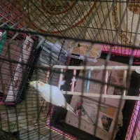 گمشده عروس هلندی|پرنده|رشت, کوی مهر|دیوار