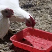 تعدادی خروس زیر قیمت حراج شده|حیوانات مزرعه|هشتگرد, سعید آباد|دیوار