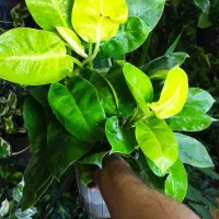 گل و گیاه مهران تمدید بلک فرایدی تا آخر هفته