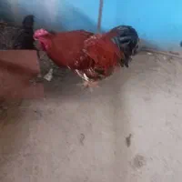 خروس جوون