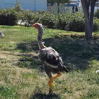 خروس لاری اوشامو