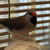 یک جفت فنچ کراواتی