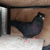 زاغ|پرنده|جیرفت, |دیوار