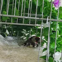 جوجه سهره 5عدد موجود