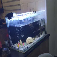 آکواریوم شیشه خم با کلیه لوازم 100لیتری|ماهی|تهران, باغ خزانه|دیوار